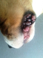 Papilomatoza masivă la beagle de 5 luni
